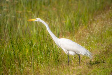 Çimlerde beyaz balıkçıl 