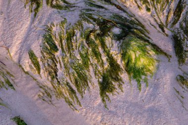 Kumsalda yosun ve yosun 