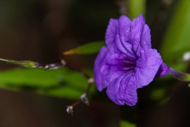 Bahçedeki güzel mor çiçek