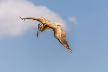 Mavi gökyüzünde uçan pelikanlar 