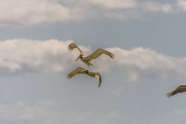 Gündoğumunda gökyüzünde uçan pelikanlar 
