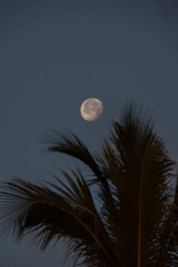 Gece gökyüzünde ay ve palmiye ağaçları