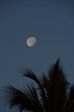 Gece gökyüzünde ay ve palmiye ağaçları