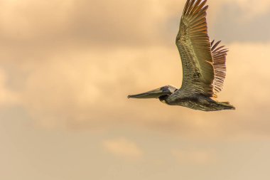 Gündoğumunda gökyüzünde uçan pelikanlar 