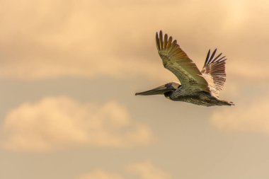 Gündoğumunda gökyüzünde uçan pelikanlar 