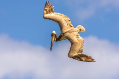 Mavi gökyüzünde uçan pelikanlar