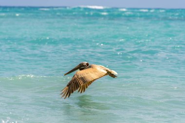 Pelikanlar Atlantik Okyanusu üzerinde Dominik Cumhuriyeti 'nde Punta Cana' da bir plaja yakın uçuyorlar.