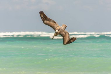 Pelikanlar Atlantik Okyanusu üzerinde Dominik Cumhuriyeti 'nde Punta Cana' da bir plaja yakın uçuyorlar.