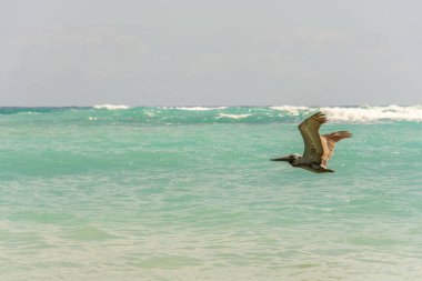 Pelikanlar Atlantik Okyanusu üzerinde Dominik Cumhuriyeti 'nde Punta Cana' da bir plaja yakın uçuyorlar.