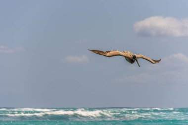 Pelikanlar Atlantik Okyanusu üzerinde Dominik Cumhuriyeti 'nde Punta Cana' da bir plaja yakın uçuyorlar.