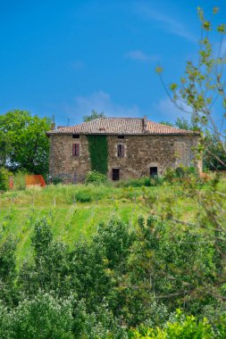 İtalya 'nın Emilia-Romagna bölgesinde güzel bir üzüm bağının manzarası