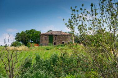 İtalya 'nın Emilia-Romagna bölgesinde güzel bir üzüm bağının manzarası