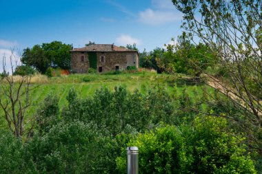 İtalya 'nın Emilia-Romagna bölgesinde güzel bir üzüm bağının manzarası