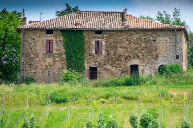 İtalya 'nın Emilia-Romagna bölgesinde güzel bir üzüm bağının manzarası