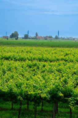 İtalya 'nın Emilia-Romagna bölgesinde güzel bir üzüm bağı manzarası