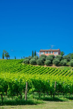 Chiara Condello üzüm bağı manzarası