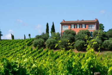 Chiara Condello üzüm bağı manzarası