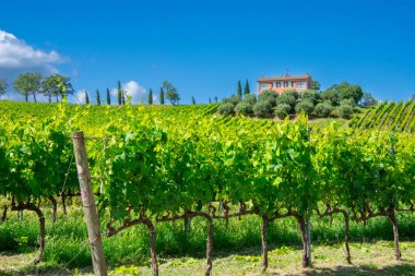 Chiara Condello üzüm bağı manzarası