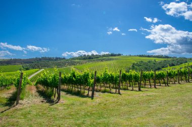 Chiara Condello üzüm bağı manzarası