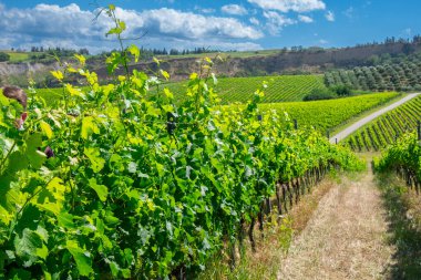 Chiara Condello üzüm bağı manzarası