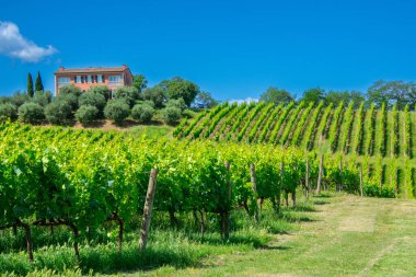 Chiara Condello üzüm bağı manzarası