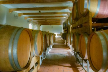 Şarap fıçıları mahzendeki üzüm bağında