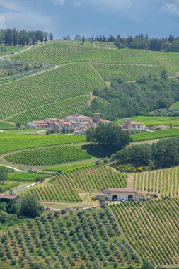 İtalya 'da Bologna yakınlarında Emilia-Romagna' da güzel bir üzüm bağının manzarası