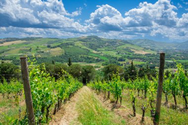 İtalya 'da Bologna yakınlarında Emilia-Romagna' da güzel bir üzüm bağının manzarası