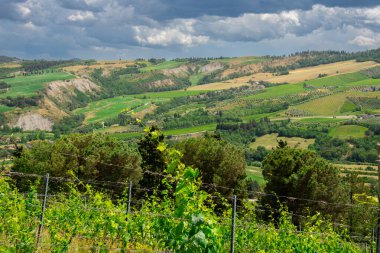 İtalya 'da Bologna yakınlarında Emilia-Romagna' da güzel bir üzüm bağının manzarası