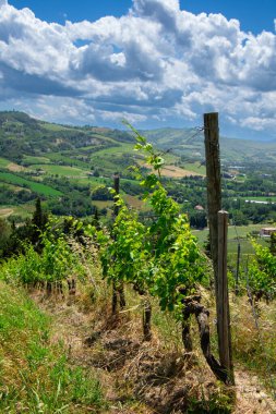 İtalya 'da Bologna yakınlarında Emilia-Romagna' da güzel bir üzüm bağının manzarası