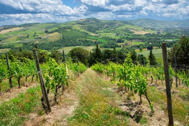 İtalya 'da Bologna yakınlarında Emilia-Romagna' da güzel bir üzüm bağının manzarası