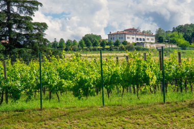 İtalya 'nın Emilia-Romagna bölgesinde güzel bir üzüm bağının manzarası