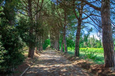 İtalya 'nın Emilia Romagna bölgesinde güzel bir üzüm bağının manzarası
