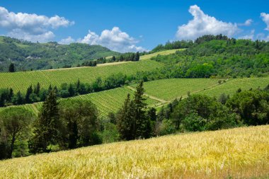 İtalya 'nın Emilia-Romagna bölgesinde güzel bir üzüm bağının manzarası