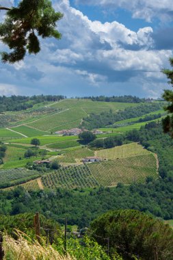 İtalya 'da Bologna yakınlarında Emilia-Romagna' da güzel bir üzüm bağının manzarası