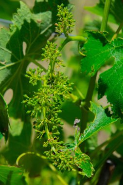İtalya 'nın Emilia Romagna bölgesinde güzel bir üzüm bağının manzarası
