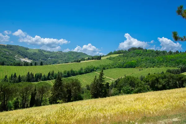 İtalya 'nın Emilia-Romagna bölgesinde güzel bir üzüm bağının manzarası
