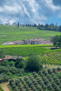 İtalya 'da Bologna yakınlarında Emilia-Romagna' da güzel bir üzüm bağının manzarası