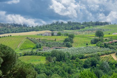 İtalya 'da Bologna yakınlarında Emilia-Romagna' da güzel bir üzüm bağının manzarası