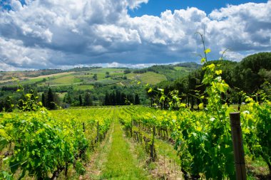 İtalya 'nın Emilia-Romagna bölgesinde güzel bir üzüm bağının manzarası