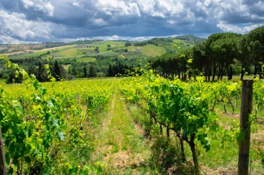 İtalya 'nın Emilia-Romagna bölgesinde güzel bir üzüm bağının manzarası