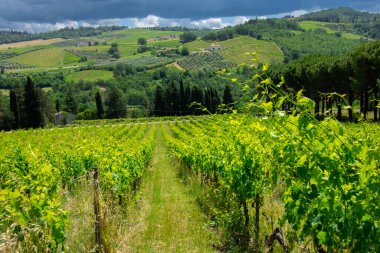 İtalya 'nın Emilia-Romagna bölgesinde güzel bir üzüm bağının manzarası