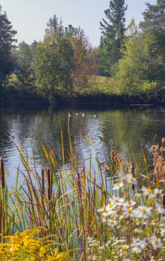 Havuzda yüzen ördeklerin güzel manzarası