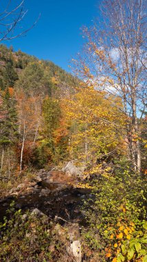 Sonbahar mevsiminde pitoresk ormanlarda nehir buharı, ağaçlarda sonbahar yaprakları 