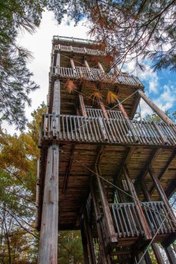 Ormana giden ahşap merdiven. yüksek kaliteli fotoğraf