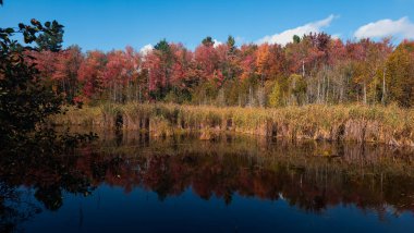 Sonbahar ormanının ortasında renkli yapraklarla 