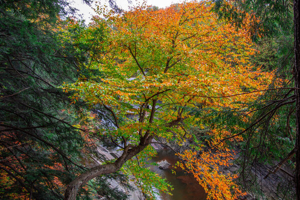 river steam in picturesque forest during fall season, autumn foliage on trees 