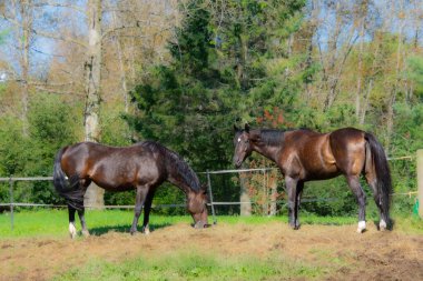 Sonbahar günü otlakta iki güzel kahverengi at. 