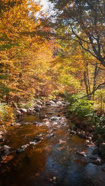 Dağlarda ağaçlar ve nehirler olan güzel bir sonbahar ormanı