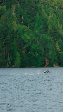 Ağaçlardan oluşan bir gölün güzel bir görüntüsü.